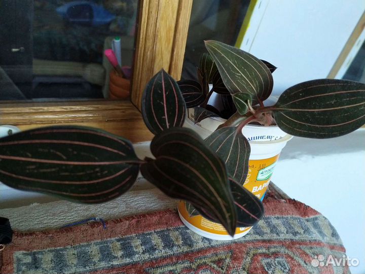 Калистегия махровая,клеродендрумы,бугенвилии