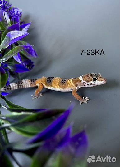 Эублефар самки и самцы