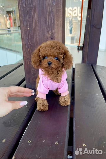 Тикап тедди пудель Китай