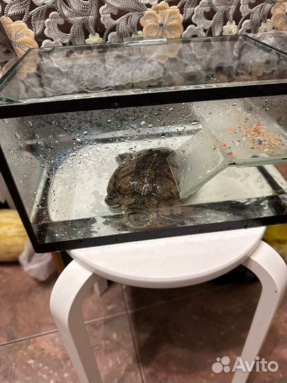 Черепаха с аквариумом