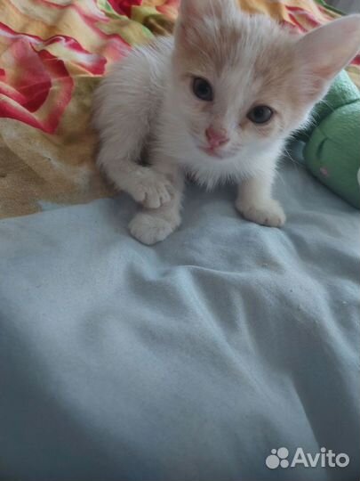 Отдам в добрые руки