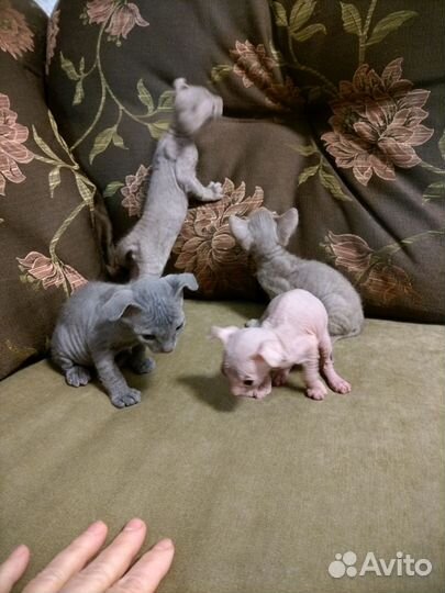 Кошки донской сфинкс