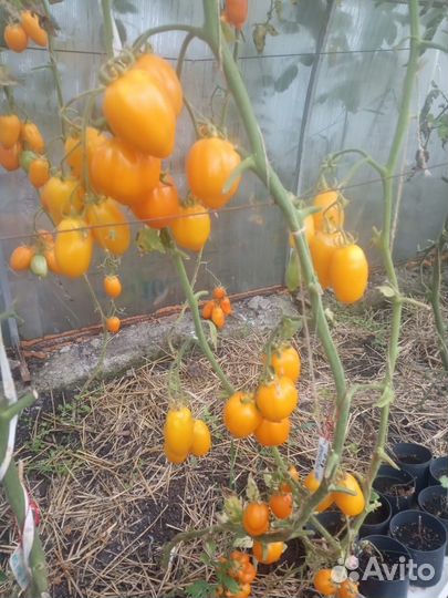 Семена томатов (40 сортов) часть 2