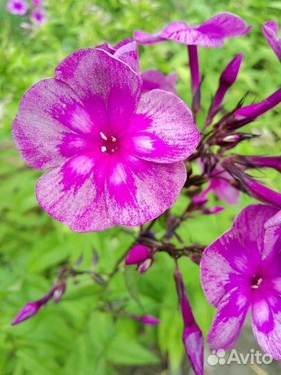 Флоксы во всем многообразии