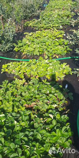 Саженцы клубники 37сортов, новинки