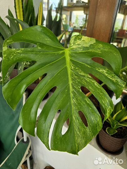 Monstera Deliciosa Ocean Mint