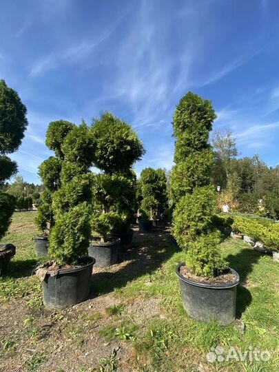 Туя Даника 65 см