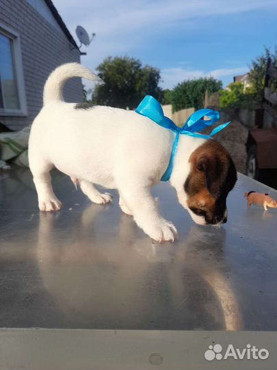 Джек Рассел терьер