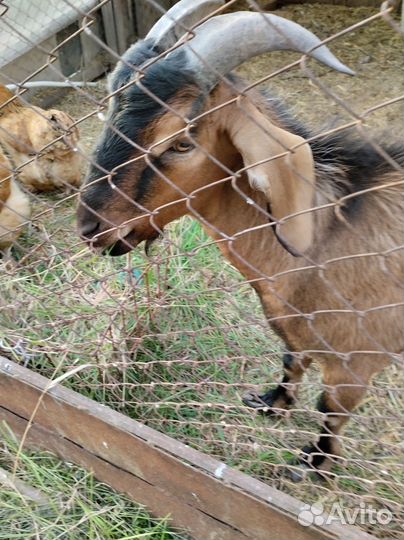 Нубийский козел вязка