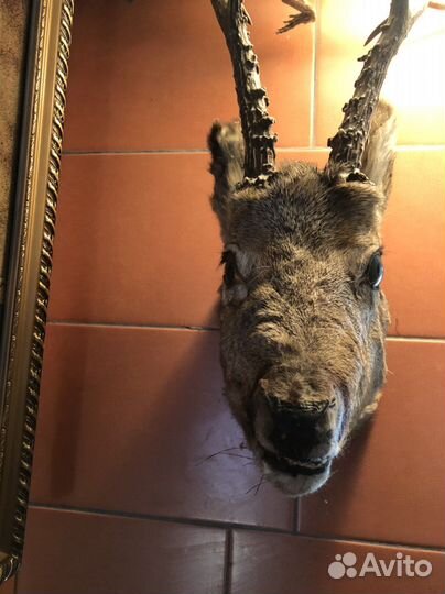 Чучело головы косули