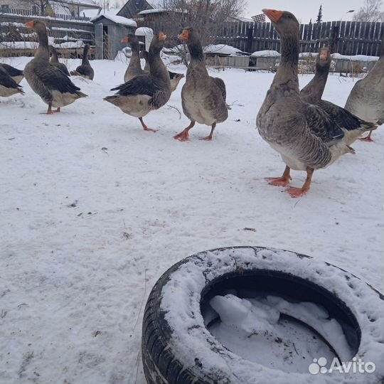 Башкирский гусь