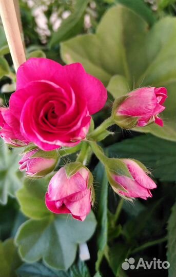 Пеларгония герань