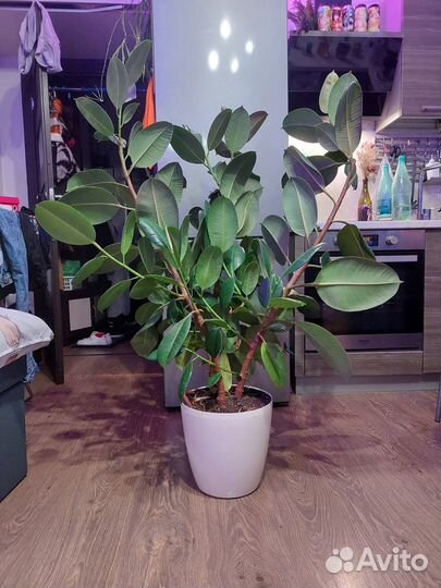 Фикус Эластика (Каучуконосный) H-130