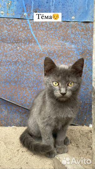 Котята в добрые руки бесплатно