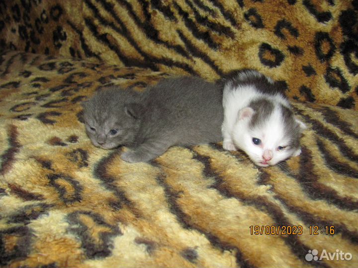 Котята отдам за монетку