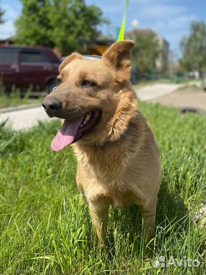 Золотой пес в добрые руки