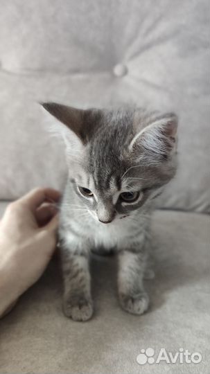 Котенок
