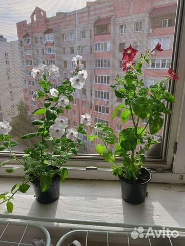 Петуния Тайдал Вейв купить в Самаре | Товары для дома и дачи | Авито