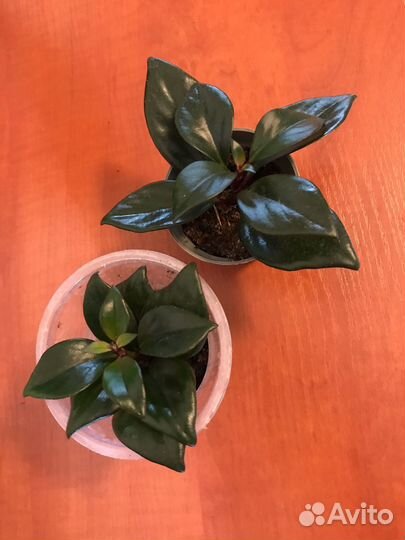 Нематантус тропикана, Алоказии