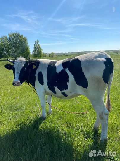 Нетель на Курбан Байрам