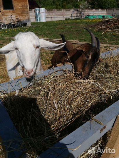 Козье молоко, творог