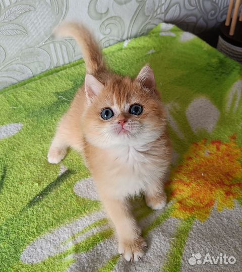 Кошечка золотая шиншилла ny12