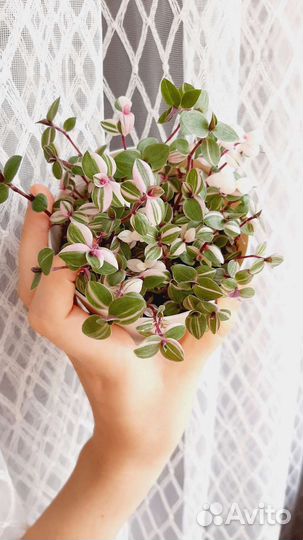 Каллизия бьянка