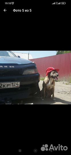 Ищем подружку