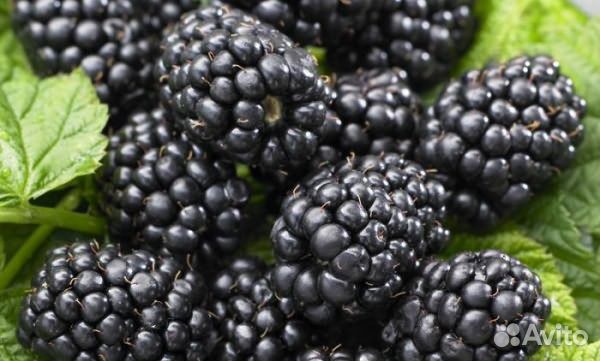 Саженцы ежевики садовой без шипов