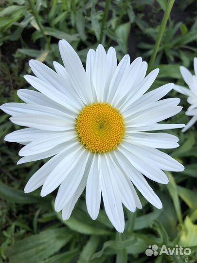 Ромашки и розы для букета