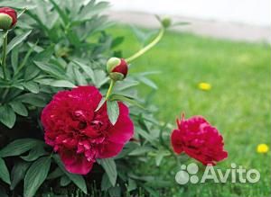 Ярко красные и жёлтые сорта пионов