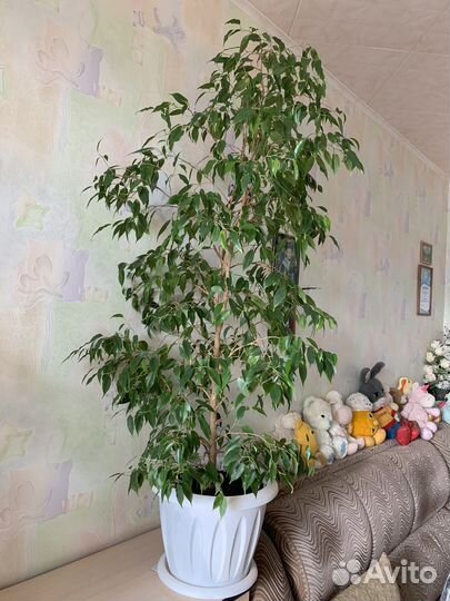 Фикус бенджамина большой
