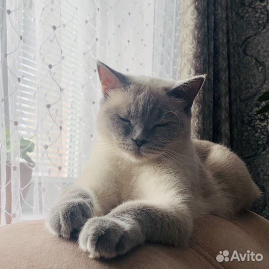 Шотландская