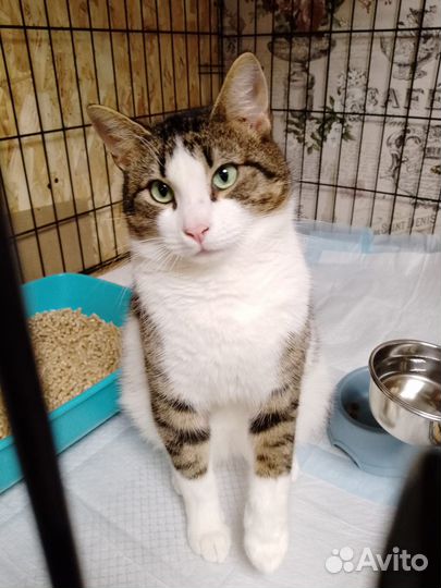 Молодой кот