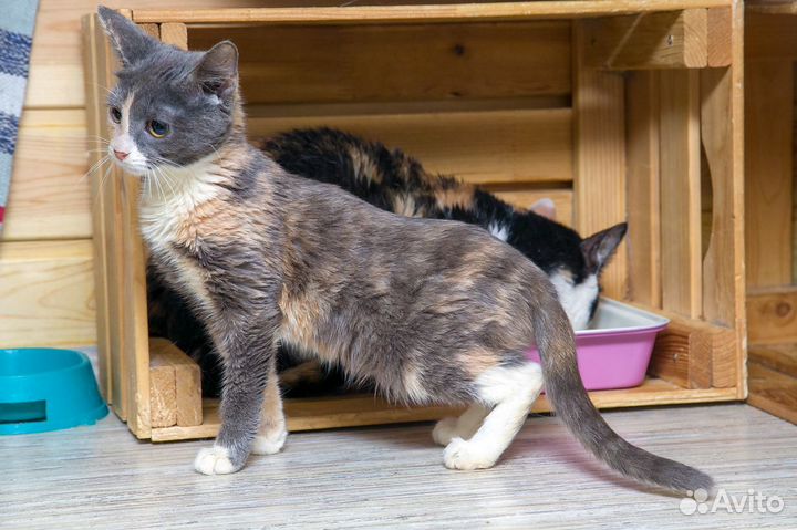 Кошка Шпуня 2 гола Привита. В Квартиру.Привезем