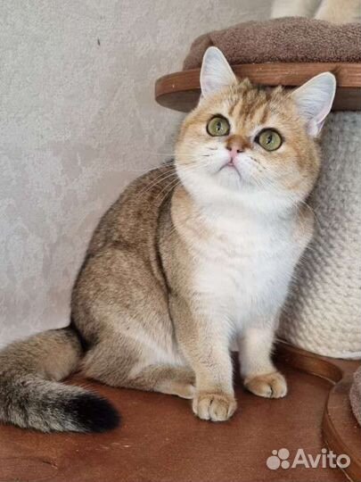 Шотландская в золотом окрасе