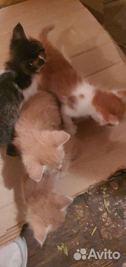 Котята в добрые руки