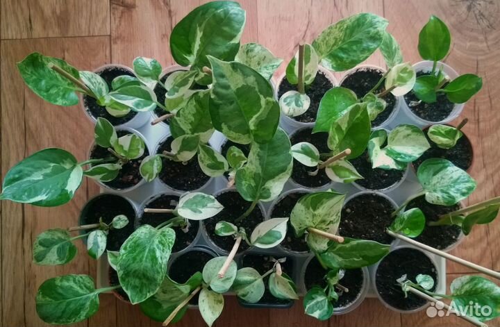 Эпипремнумы