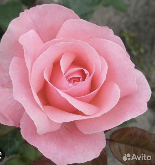 Роза плетистая желтая