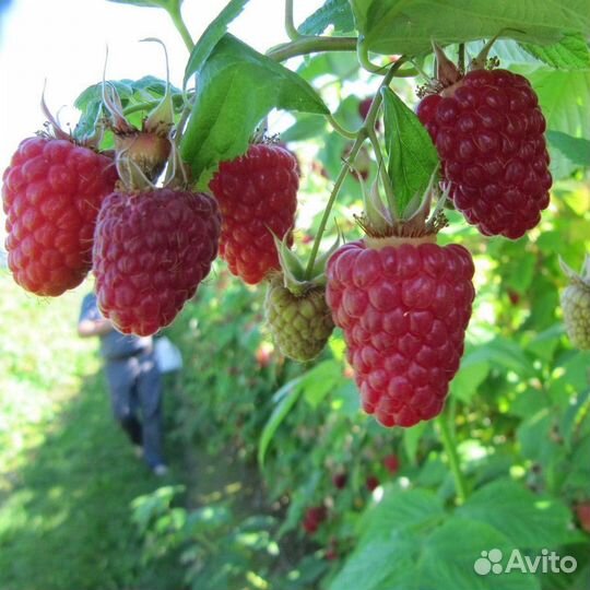 Малина ремонтантная саженцы