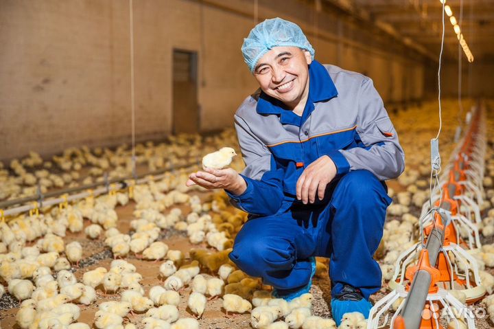 Работа на птицефабрике, вахта Пермь