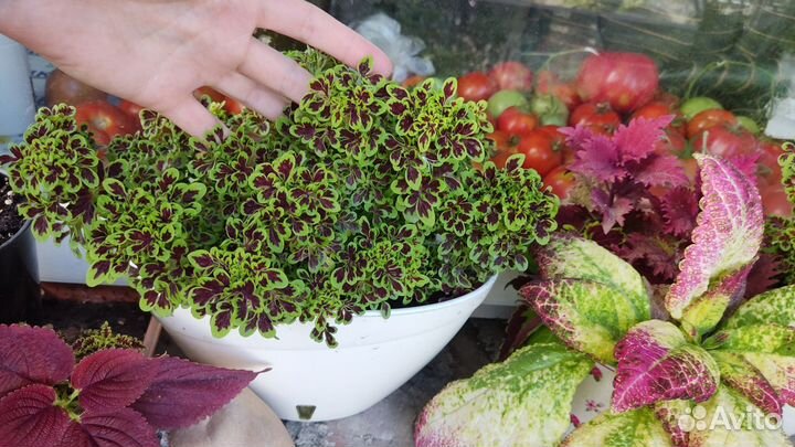 Колеус love bird