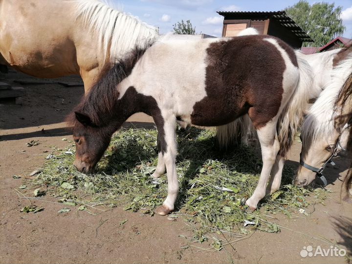 Шетлендские пони