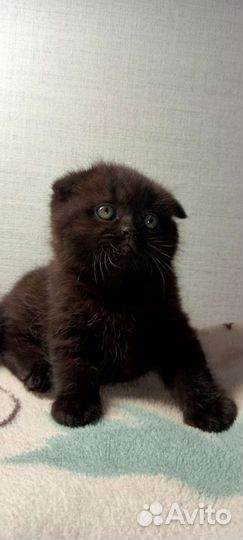 Шотландская