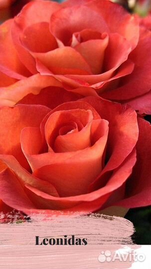 Розы опт и розница