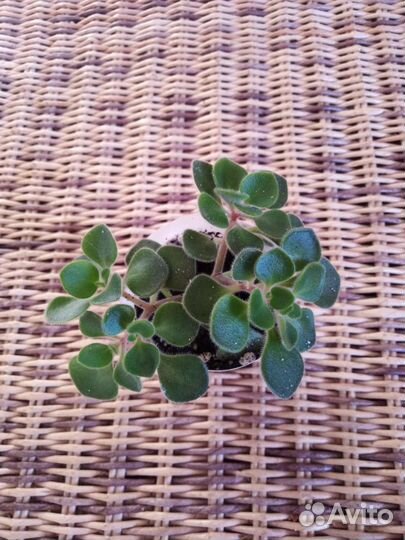 Аихризон дерево любви