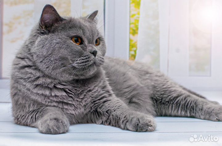 Британский котенок Ричард 1,5 мес