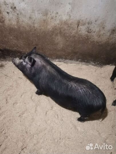 Вьетнамская вислобрюхая