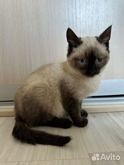 Котенок в добрые руки
