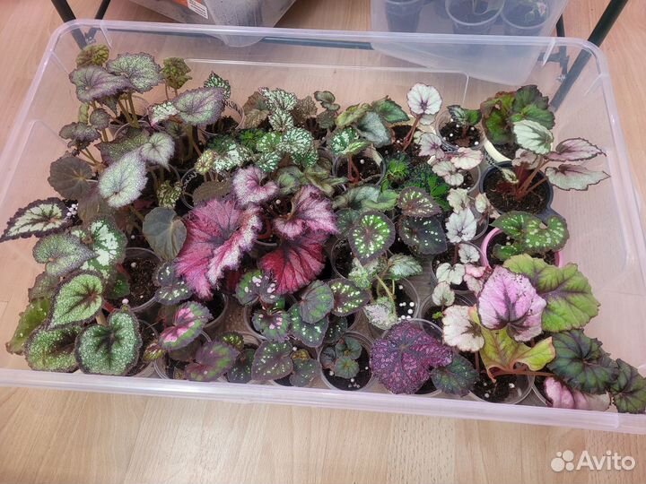 Декоративно-лиственные бегонии